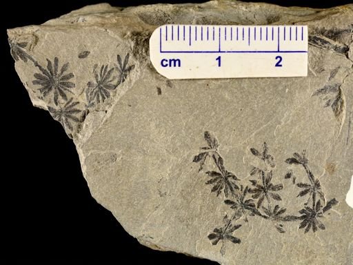 Annularia sp.