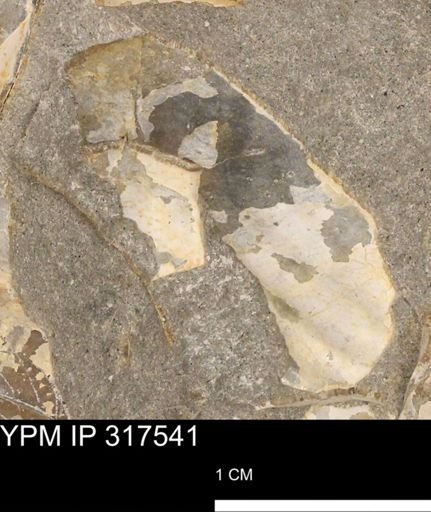 undet. Mollusca