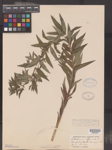 Lithospermum officinale