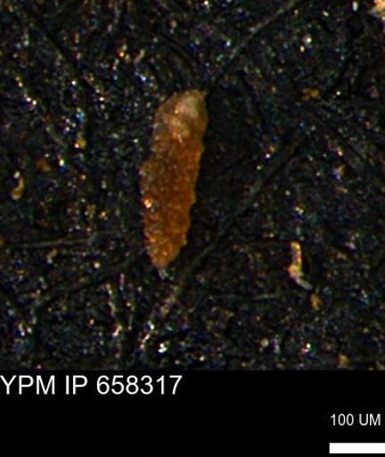 Verneuilinoides kansasensis