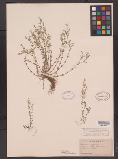Arenaria serpyllifolia