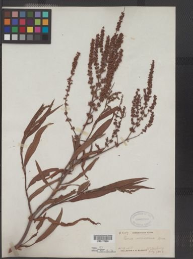 Rumex mexicanus