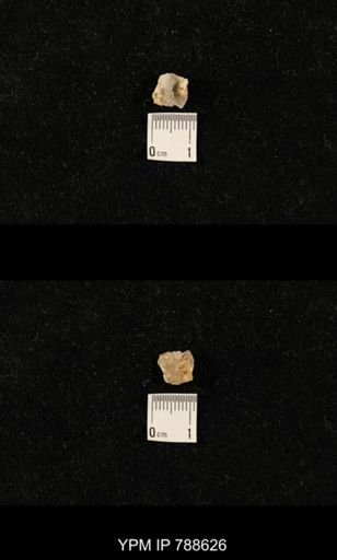 undet. Brachiopoda