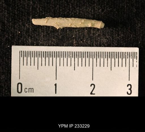 Archaeocidaris sp.