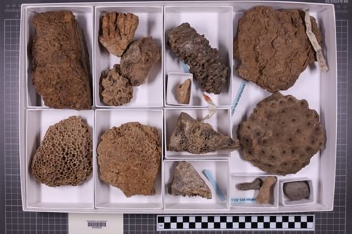 mixed taxa, stratigraphic collection