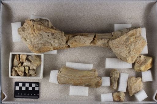 Caenopus sp.
