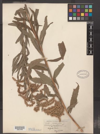 Solidago canadensis var. hargeri