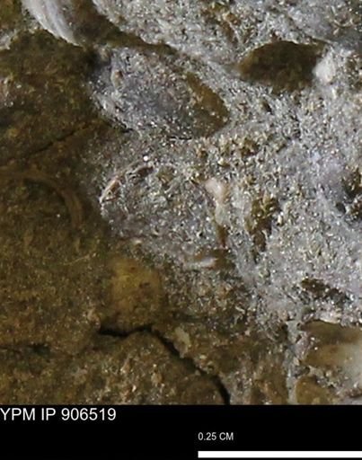 undet. Mollusca