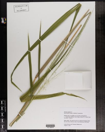 Plantae