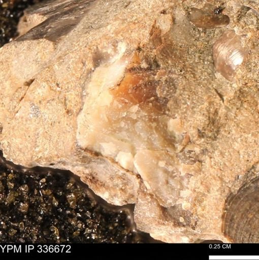 undet. Mollusca