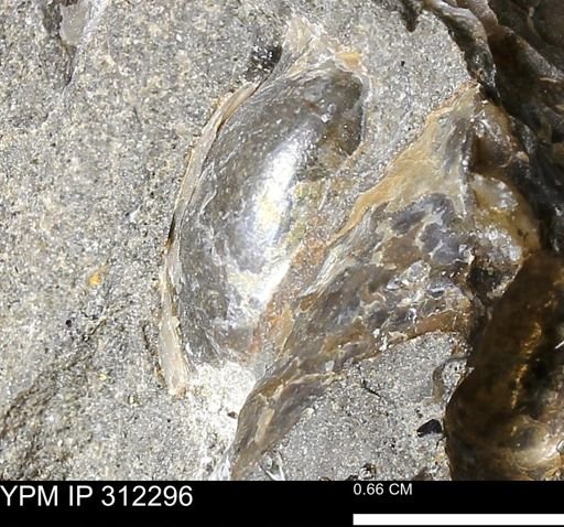 Phelopteria linguaeformis