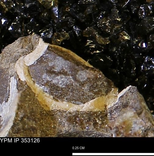 Limopsis striatopunctatus