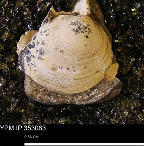 Limopsis striatopunctatus