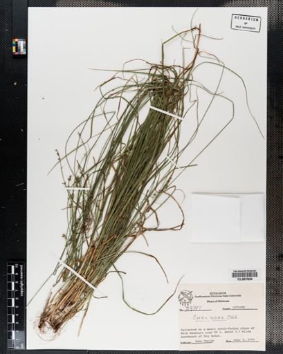 Plantae