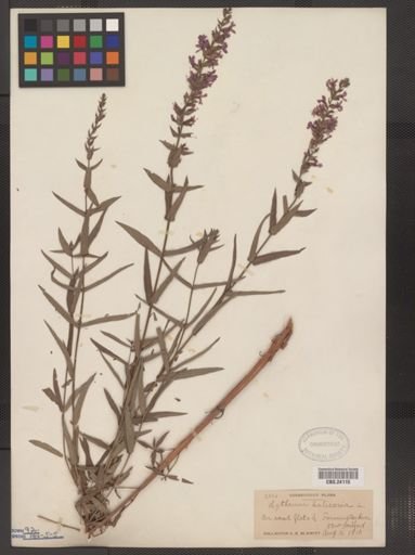 Lythrum salicaria