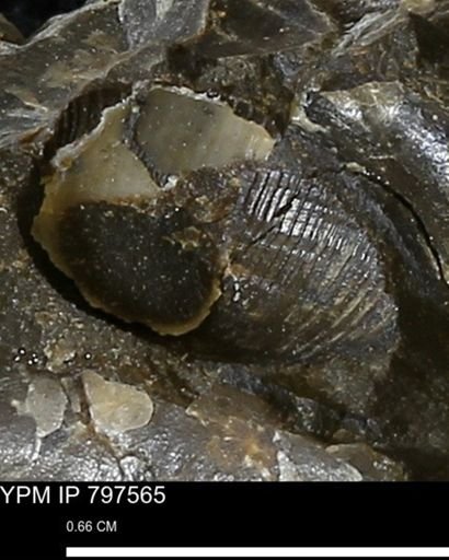 undet. Gastropoda
