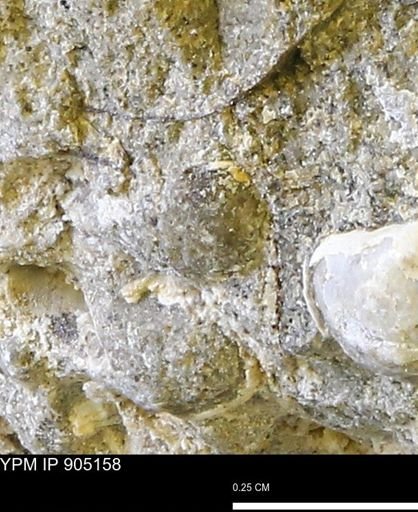undet. Bivalvia
