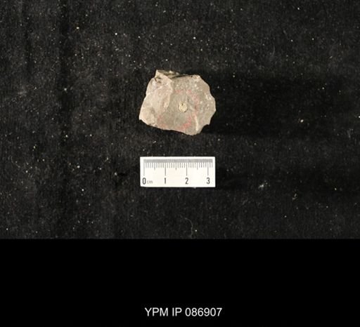 Merosiphonoceras sp.