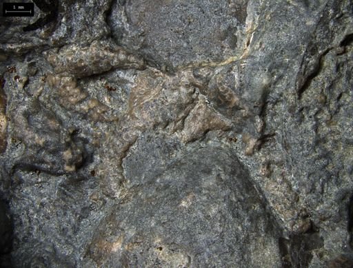 Aplocoma damesii