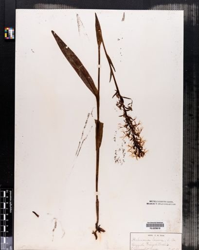 Habenaria