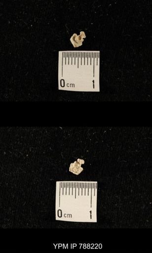 undet. Crinoidea