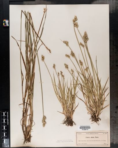 Carex alata