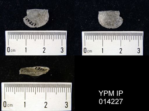 Chonetes fragilis