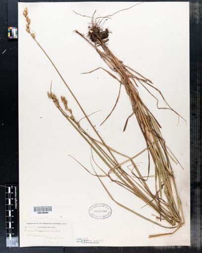 Plantae