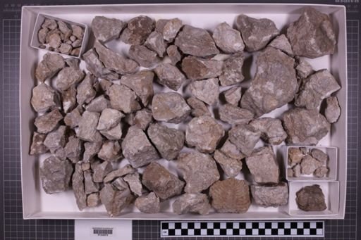 mixed taxa, stratigraphic collection