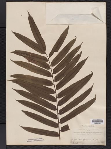 Marattia
