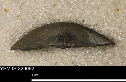 Chonetes scitulus