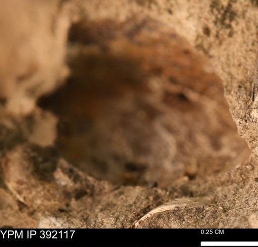 Protocardia sp.