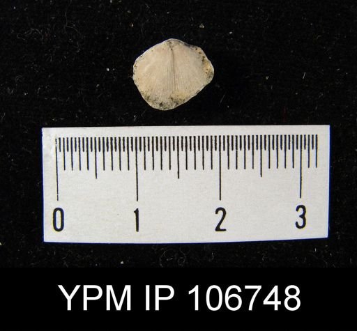 Rhipidomella oblata emarginata