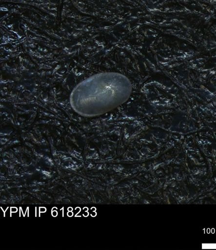 undet. Ostracoda