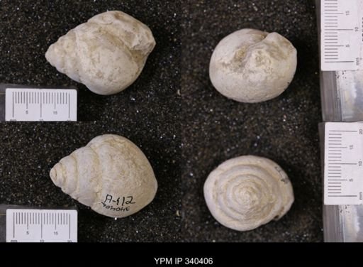 Tylostoma tumidum