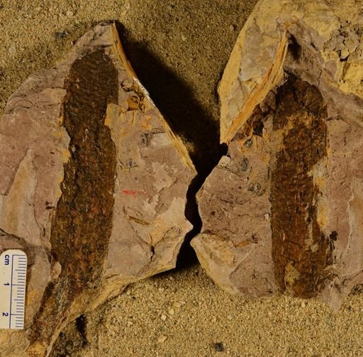 Lepidostrobus sp.