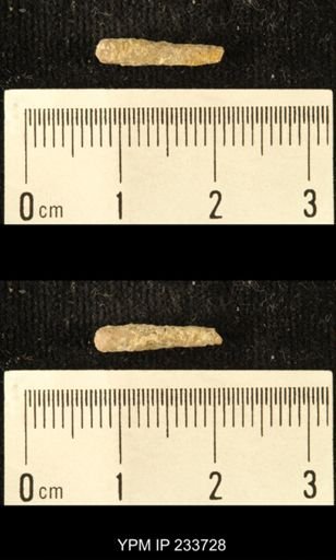 Archaeocidaris sp.