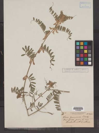Vicia pannonica