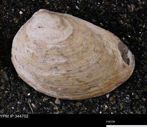 Limopsis striatopunctatus