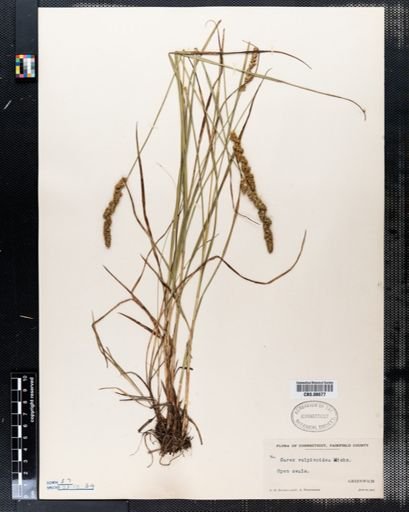 Carex