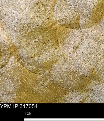 undet. Mollusca