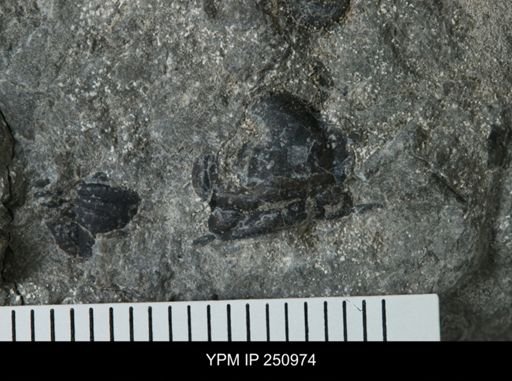 undet. Phacopidae