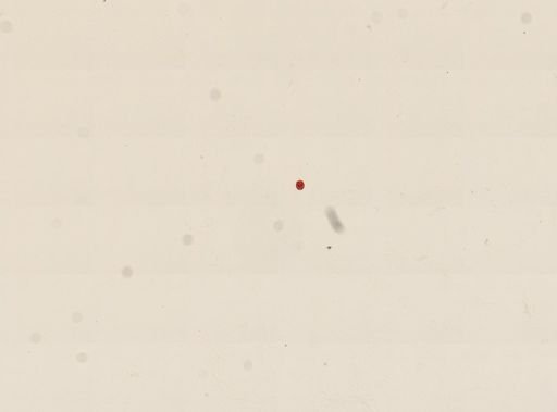 Didinium nasutum