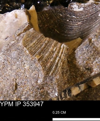 undet. Bivalvia