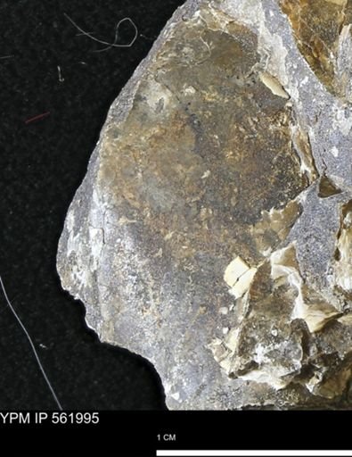 undet. Bivalvia