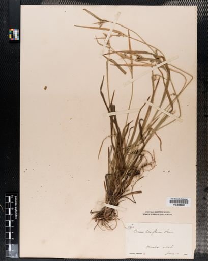 Carex laxiflora