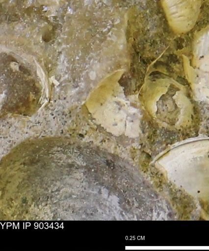 Corbulamella?
