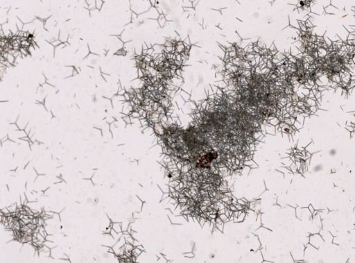 Clathrina coriacea