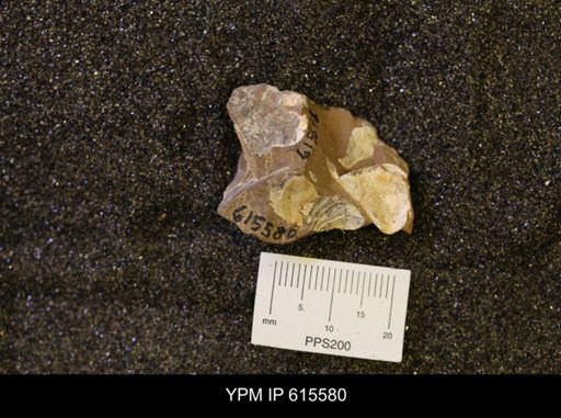 undet. Bivalvia