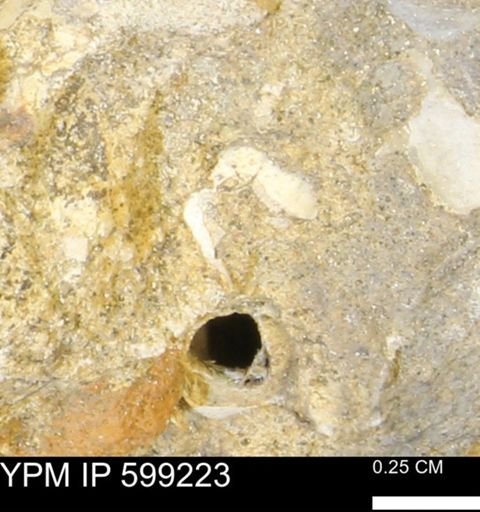 undet. Bryozoa